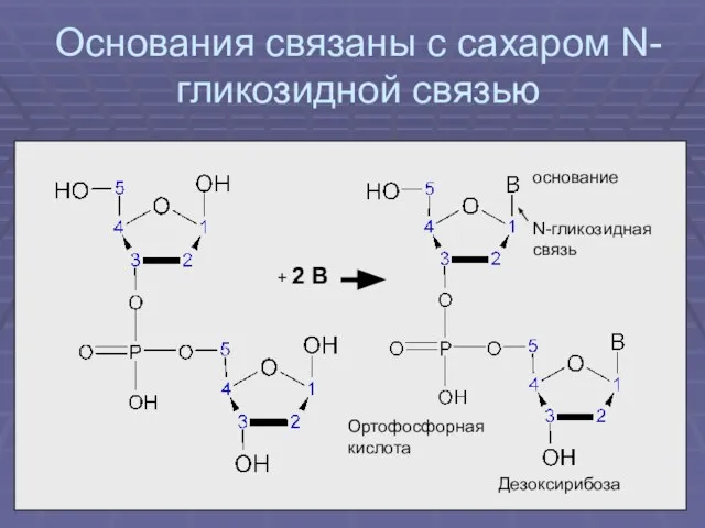 Основания связаны с сахаром N-гликозидной связью Дезоксирибоза Ортофосфорная кислота основание + 2 В N-гликозидная связь