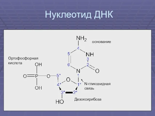 Нуклеотид ДНК Дезоксирибоза Ортофосфорная кислота основание N-гликозидная связь