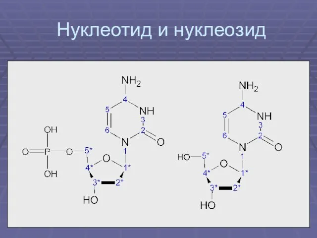 Нуклеотид и нуклеозид