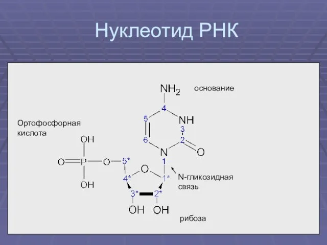 Нуклеотид РНК рибоза Ортофосфорная кислота основание N-гликозидная связь