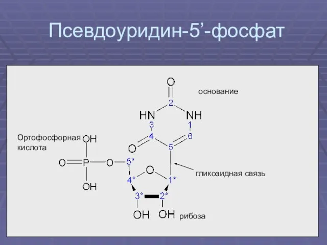 Псевдоуридин-5’-фосфат рибоза Ортофосфорная кислота основание гликозидная связь