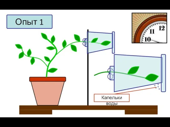 Опыт 1