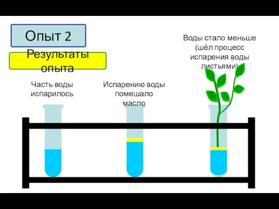 Опыт 2 Результаты опыта Часть воды испарилось Испарению воды помешало масло Воды