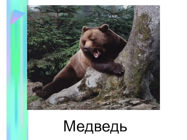 Медведь