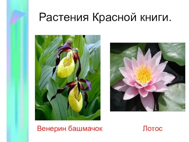 Растения Красной книги.