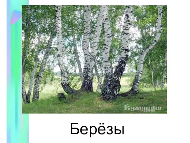 Берёзы