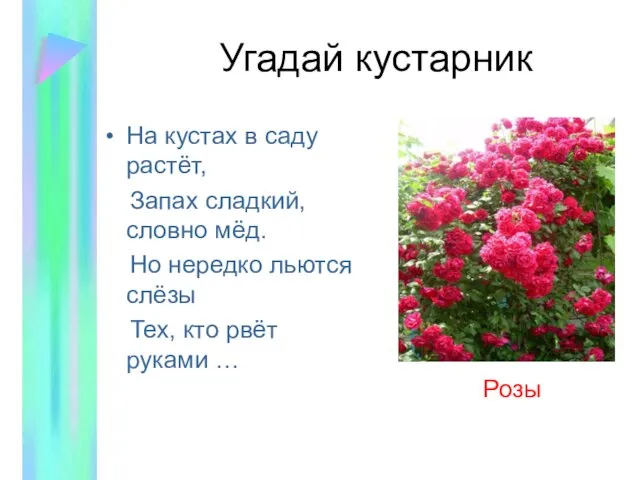 Угадай кустарник На кустах в саду растёт, Запах сладкий, словно мёд. Но