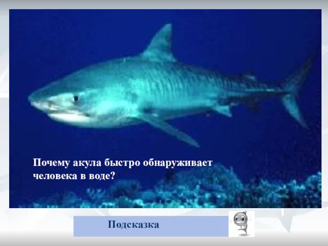 Почему акула быстро обнаруживает упавшего в воду человека? Подсказка Почему акула быстро обнаруживает человека в воде?