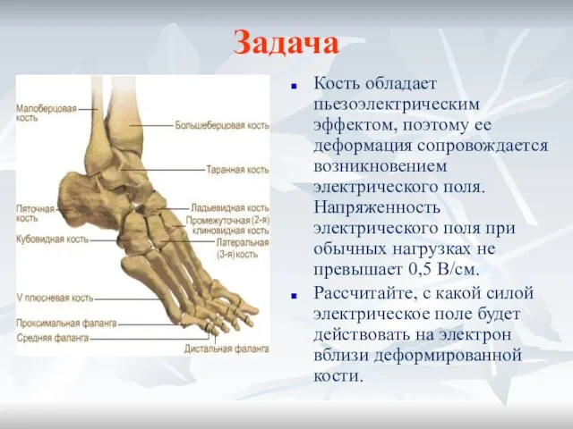 Задача Кость обладает пьезоэлектрическим эффектом, поэтому ее деформация сопровождается возникновением электрического поля.