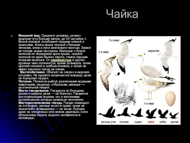 Чайка Внешний вид. Среднего размера, размах крыльев чуть больше метра, до 40