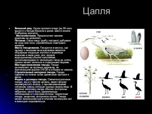 Цапля Внешний вид. Серая крупная птица (до 90 см в высоту) с