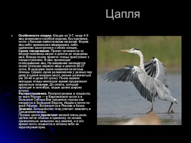 Цапля Особенности кладки. Кладка из 3-7, чаще 4-5 яиц зеленовато-голубой окраски, без