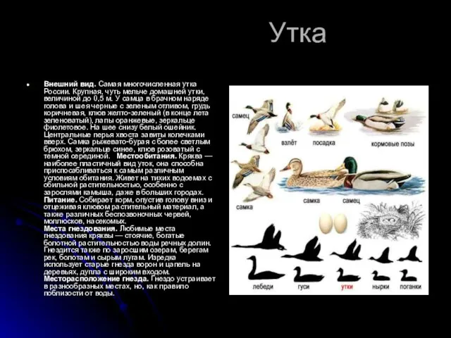 Утка Внешний вид. Самая многочисленная утка России. Крупная, чуть мельче домашней утки,