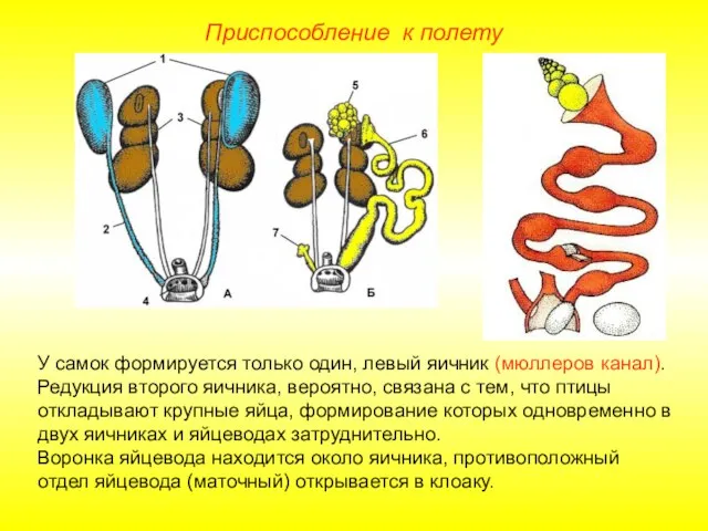 Приспособление к полету У самок формируется только один, левый яичник (мюллеров канал).