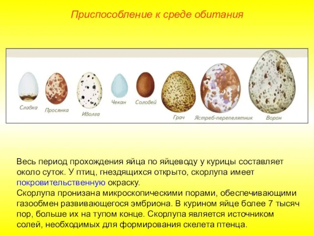 Приспособление к среде обитания Весь период прохождения яйца по яйцеводу у курицы