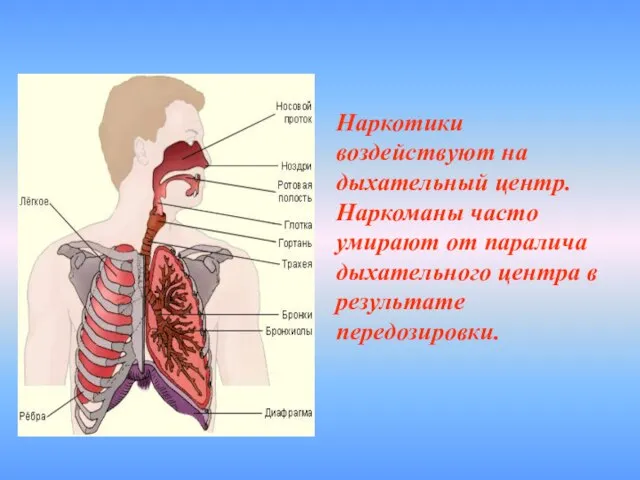 Наркотики воздействуют на дыхательный центр. Наркоманы часто умирают от паралича дыхательного центра в результате передозировки.