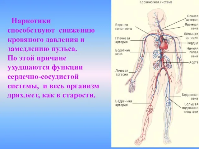 Наркотики способствуют снижению кровяного давления и замедлению пульса. По этой причине ухудшаются