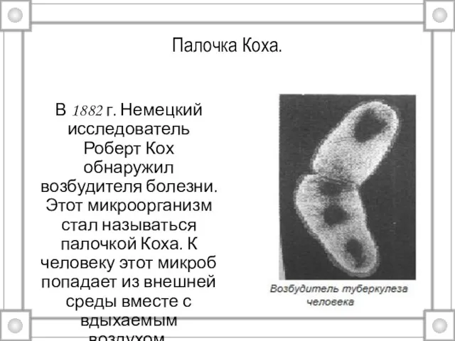 Палочка Коха. В 1882 г. Немецкий исследователь Роберт Кох обнаружил возбудителя болезни.