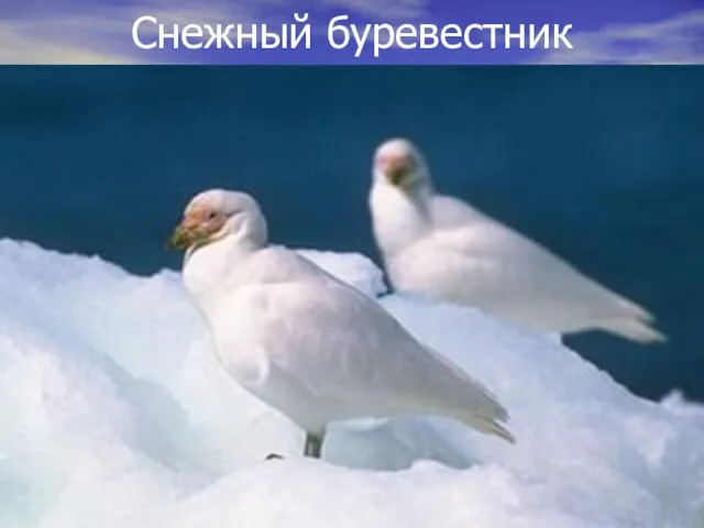 Снежный буревестник