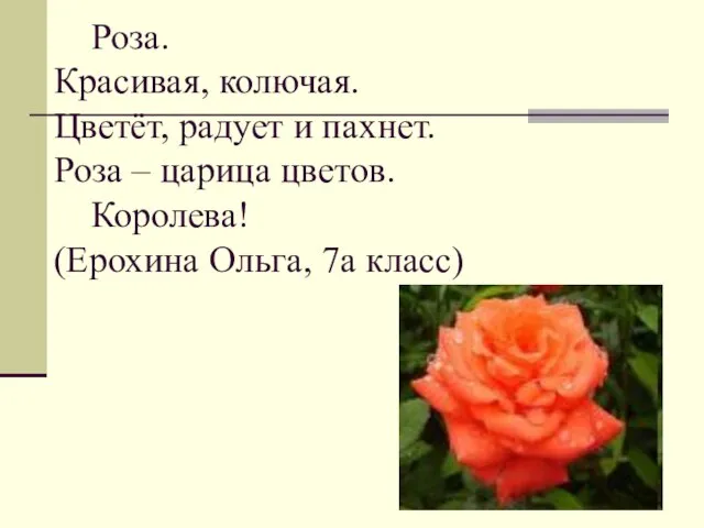 Роза. Красивая, колючая. Цветёт, радует и пахнет. Роза – царица цветов. Королева! (Ерохина Ольга, 7а класс)