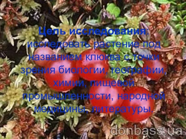 Цель исследования: исследовать растение под названием клюква с точки зрения биологии, географии,