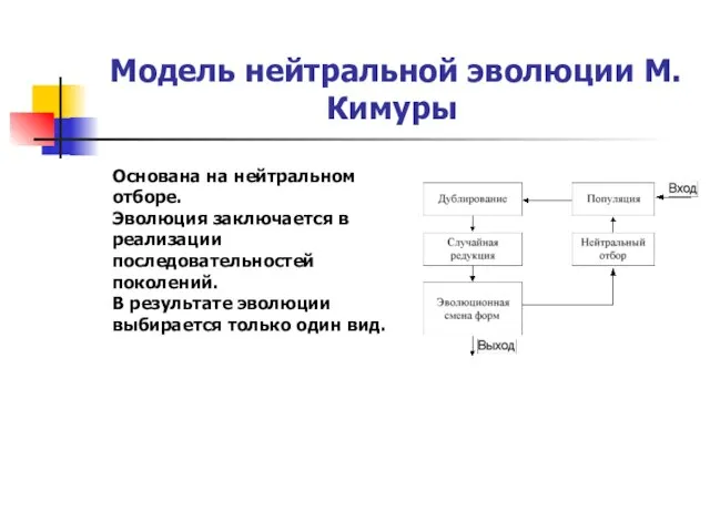 Модель нейтральной эволюции М. Кимуры Основана на нейтральном отборе. Эволюция заключается в