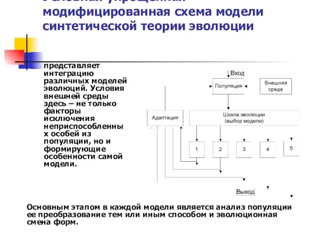 Условная упрощенная модифицированная схема модели синтетической теории эволюции представляет интеграцию различных моделей