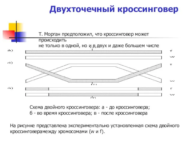 Двухточечный кроссинговер Т. Морган предположил, что кроссинговер может происходить не только в