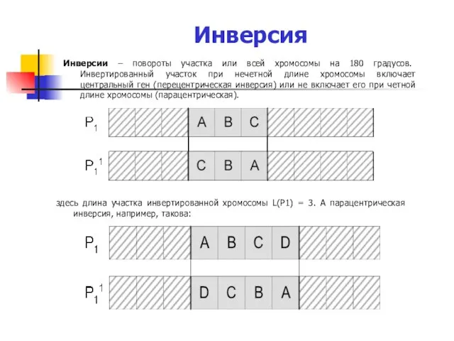 Инверсия Инверсии – повороты участка или всей хромосомы на 180 градусов. Инвертированный