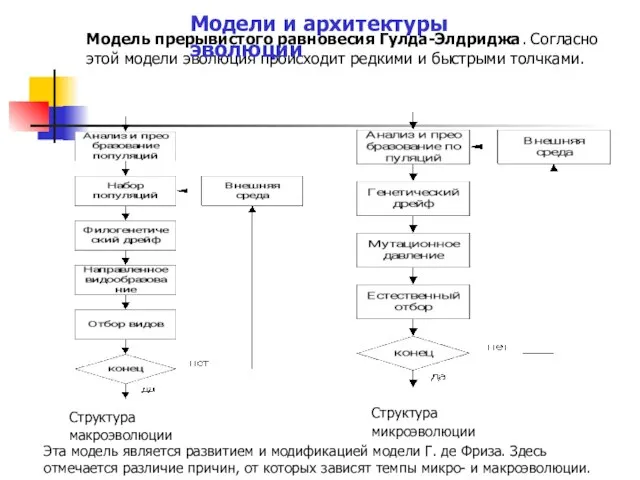 Модель прерывистого равновесия Гулда-Элдриджа. Согласно этой модели эволюция происходит редкими и быстрыми