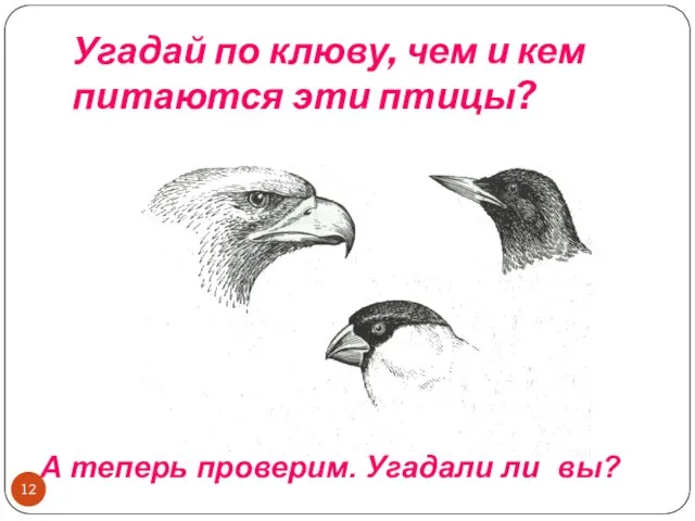 Угадай по клюву, чем и кем питаются эти птицы? А теперь проверим. Угадали ли вы?