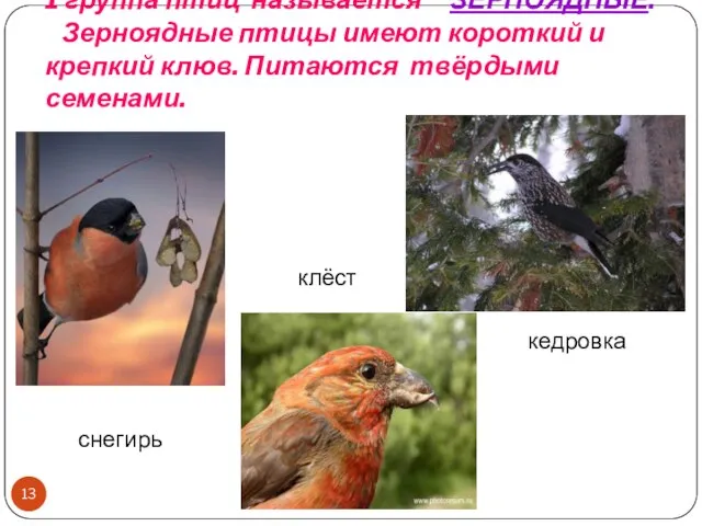 1 группа птиц называется ЗЕРНОЯДНЫЕ. Зерноядные птицы имеют короткий и крепкий клюв.