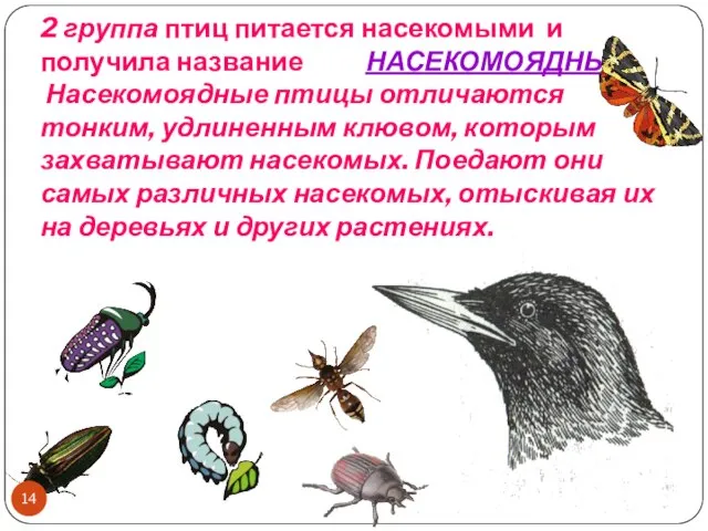 2 группа птиц питается насекомыми и получила название НАСЕКОМОЯДНЫЕ. Насекомоядные птицы отличаются