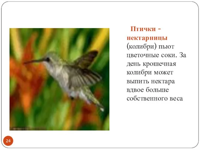 Птички - нектарницы (колибри) пьют цветочные соки. За день крошечная колибри может