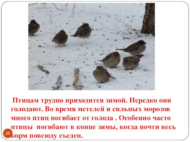 Птицам трудно приходится зимой. Нередко они голодают. Во время метелей и сильных