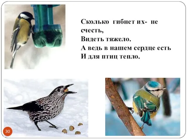 Сколько гибнет их- не счесть, Видеть тяжело. А ведь в нашем сердце