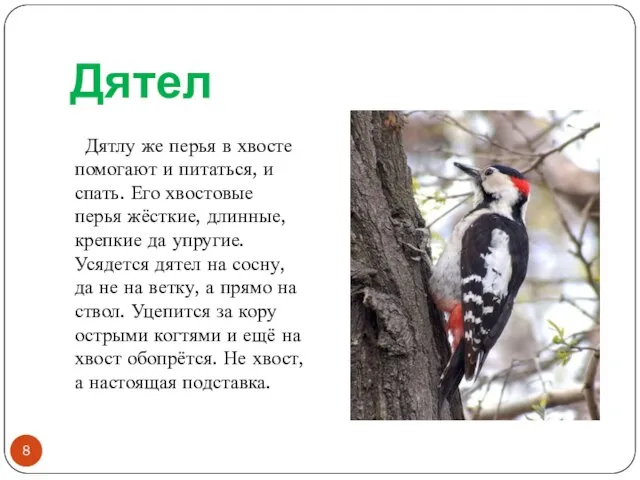 Дятел Дятлу же перья в хвосте помогают и питаться, и спать. Его