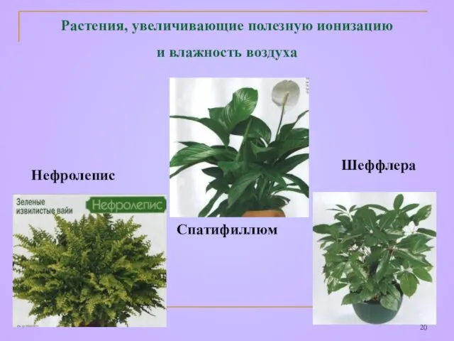 Растения, увеличивающие полезную ионизацию и влажность воздуха Нефролепис Спатифиллюм Шеффлера