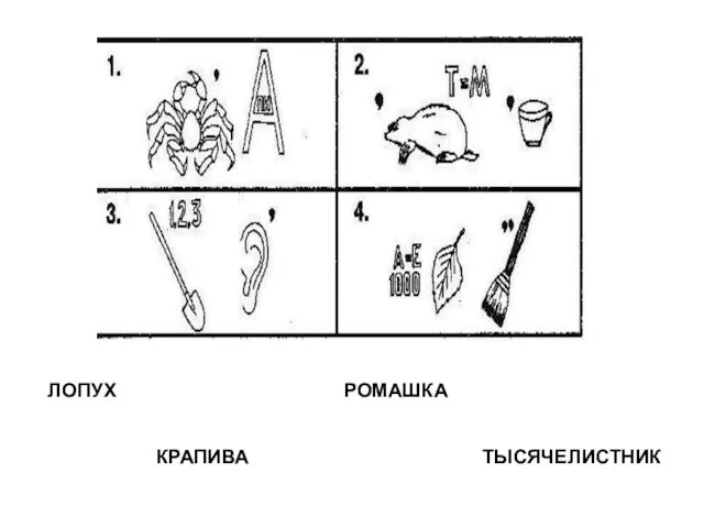 ЛОПУХ РОМАШКА КРАПИВА ТЫСЯЧЕЛИСТНИК