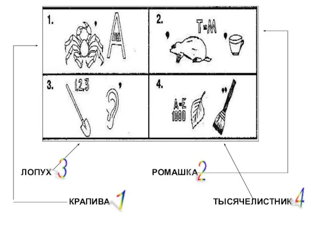 ЛОПУХ РОМАШКА КРАПИВА ТЫСЯЧЕЛИСТНИК 1 2 3 4