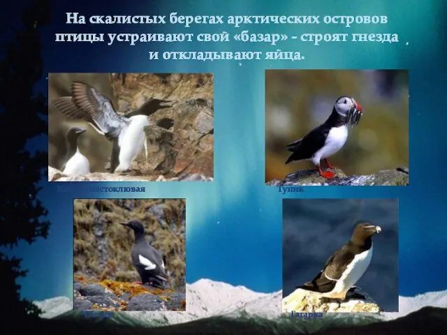 На скалистых берегах арктических островов птицы устраивают свой «базар» - строят гнезда