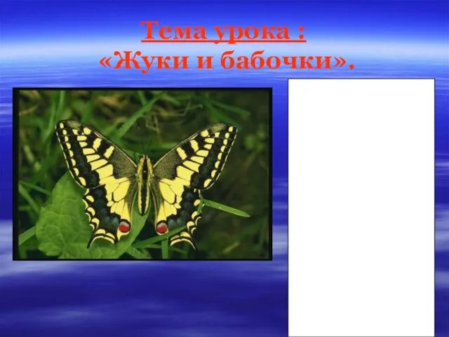 Тема урока : «Жуки и бабочки».
