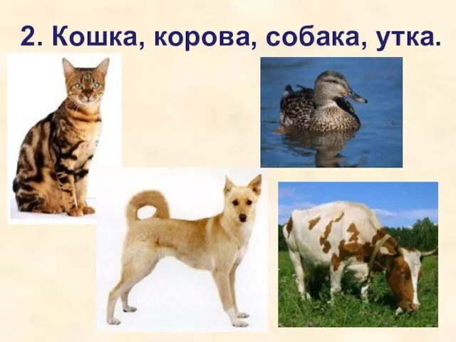 2. Кошка, корова, собака, утка.