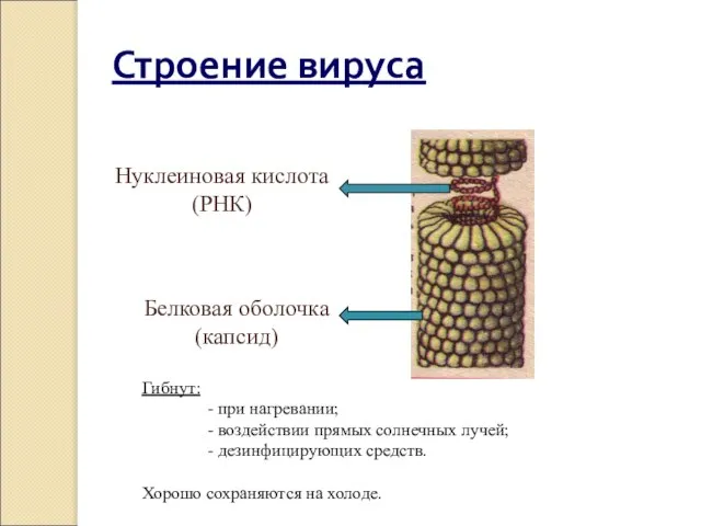 Строение вируса Нуклеиновая кислота (РНК) Белковая оболочка (капсид) Гибнут: - при нагревании;