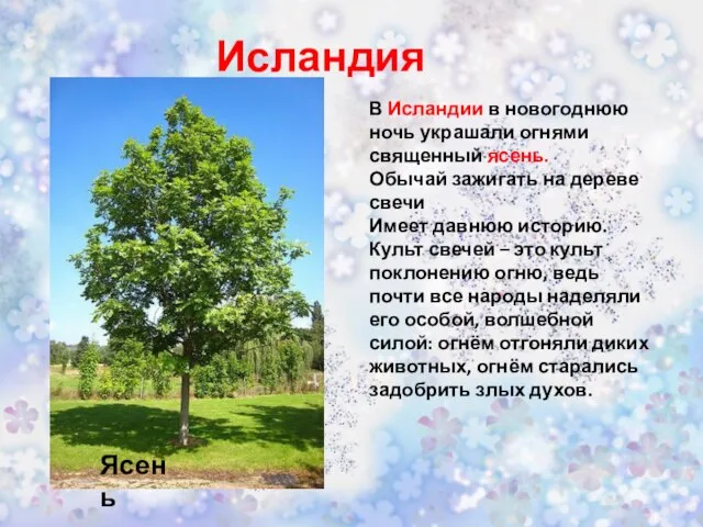 Исландия Ясень В Исландии в новогоднюю ночь украшали огнями священный ясень. Обычай