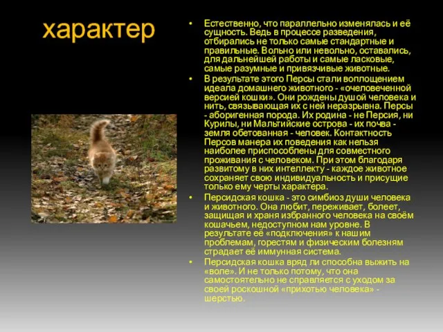 характер Естественно, что параллельно изменялась и её сущность. Ведь в процессе разведения,