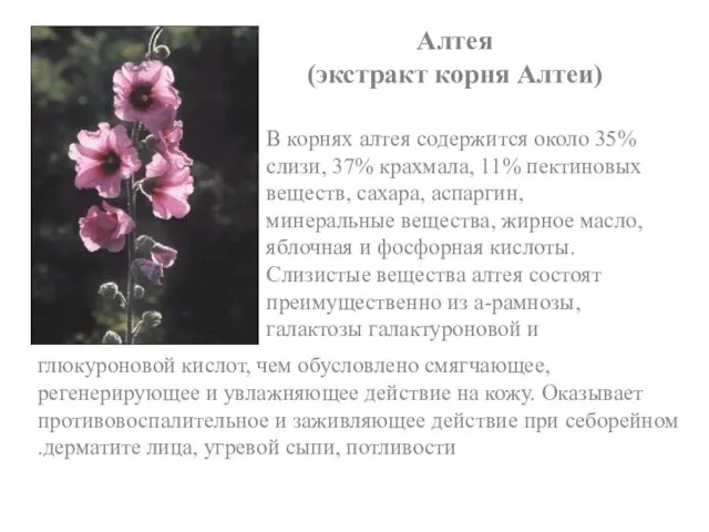 Алтея (экстракт корня Алтеи) В корнях алтея содержится около 35% слизи, 37%