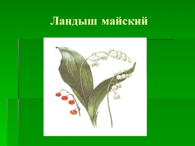 Ландыш майский