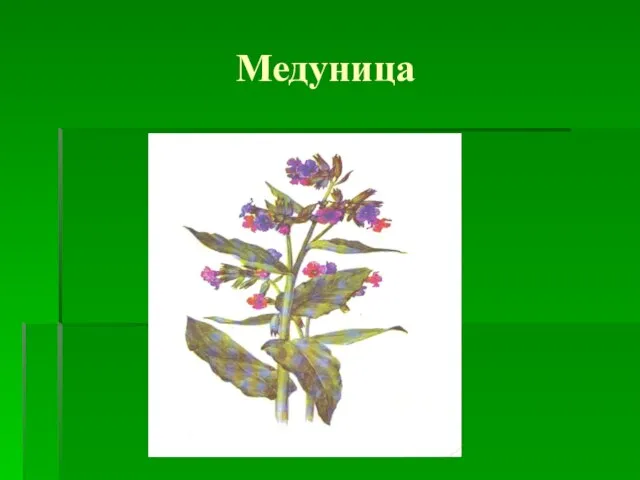 Медуница