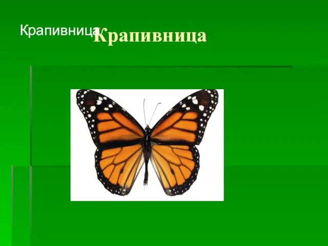 Крапивница Крапивница